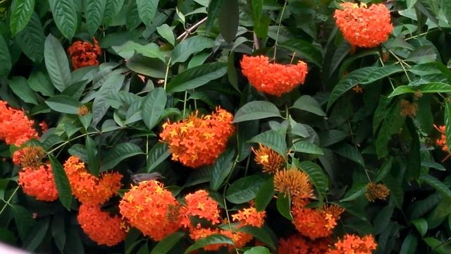 Jungle flame, summer flower, local finch смотреть онлайн