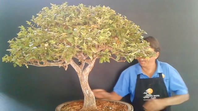 Bonsai De Jabuticaba - 1