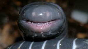 Самый большой в мире Червь - 45 см.