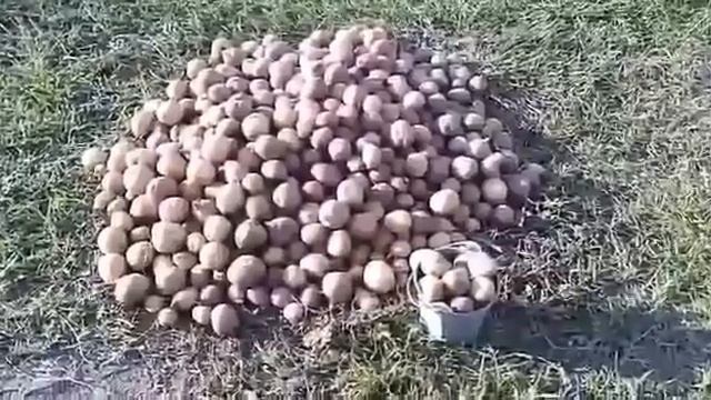 Картошка... юмор смотреть онлайн