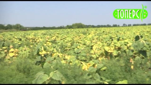 ТОПЕРС СФГ ВРЕМЯ смотреть онлайн