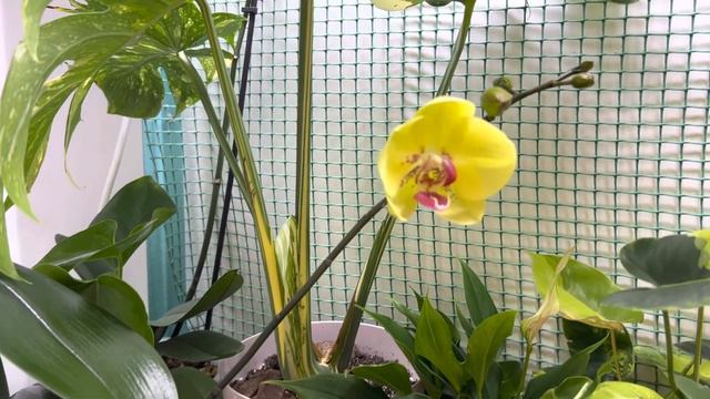 Орхидея , домашнее цветение смотреть онлайн