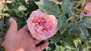 Роза Поэзия в Подмосковье