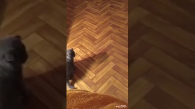 Бородатая агама и котёнок. Первое знакомство смотреть онлайн