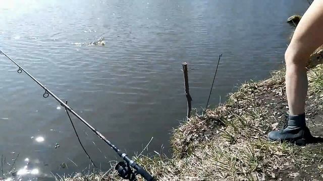 ПОКЛЕВКИ ОДНА ЗА ОДНОЙ! Юля НАЛОВИТ! Платная рыбалка в Беларуси #2 смотреть онлайн