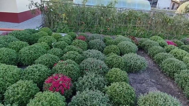 Хризантема мультифлора В 3 х литровых горшках смотреть онлайн