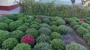 Хризантема мультифлора В 3 х литровых горшках