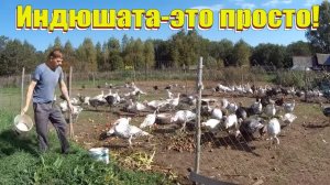 "Секреты" выращивания индюшат // Разведение индюков в домашних условиях
