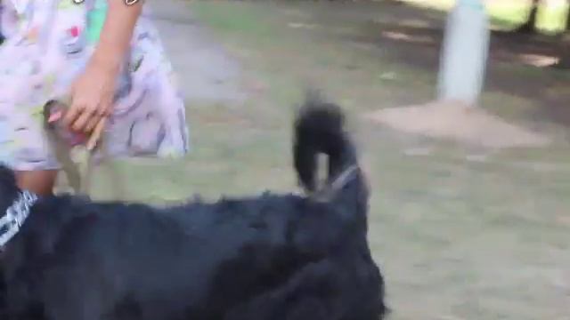 Собака очень тянет поводок. Поможет ли строгий ошейник на самом деле? смотреть онлайн