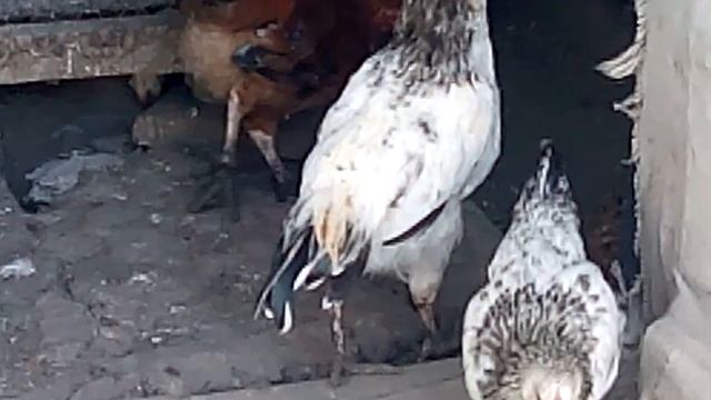 Чёрная душа Додо | Новые причуды петуха смотреть онлайн