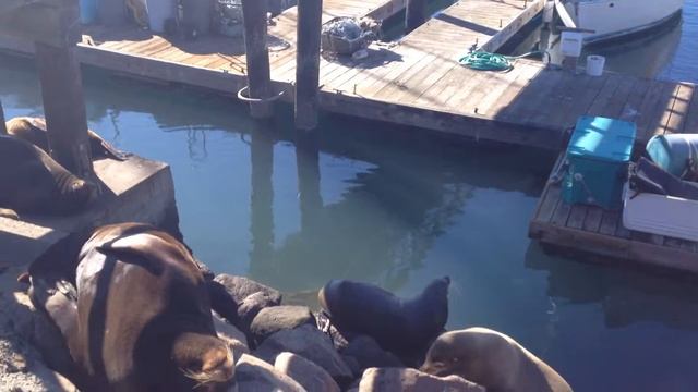 Поющие морские котики. Seals sing смотреть онлайн