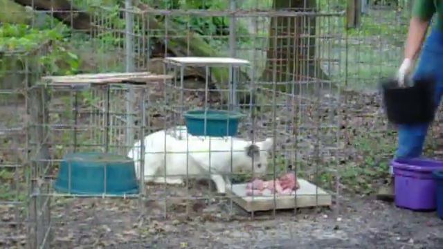 Tonga the White Serval смотреть онлайн