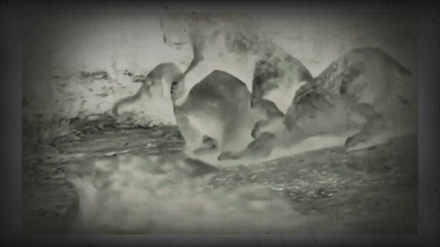 Smilodon likes Colombian Mammoth's cut смотреть онлайн