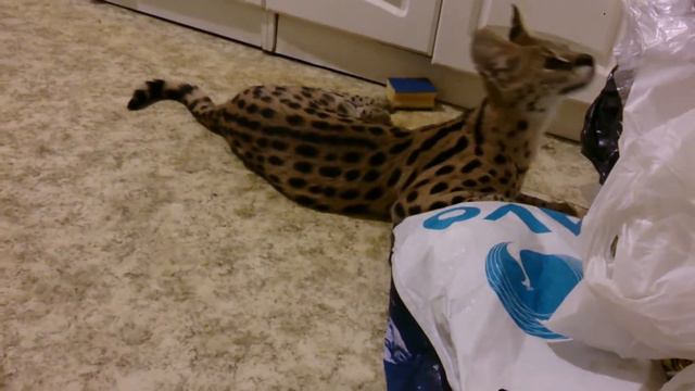 Сервал Сева играет на кухне ( Serval )