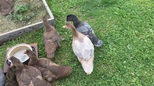 Утка или селезень. КАК ОПРЕДЕЛИТЬ ПОЛ ИНДОУТКИ В 1,5 и 2,5 месяца.