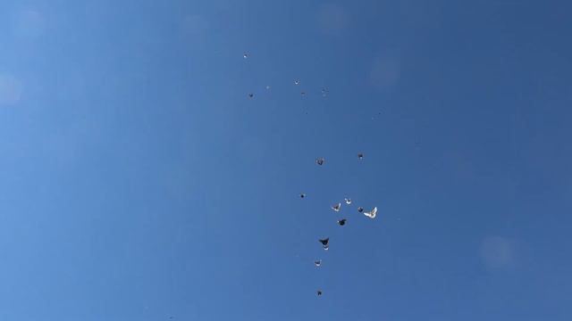 ОГ сезон 2020. Тренировка 23.08.2020 смотреть онлайн