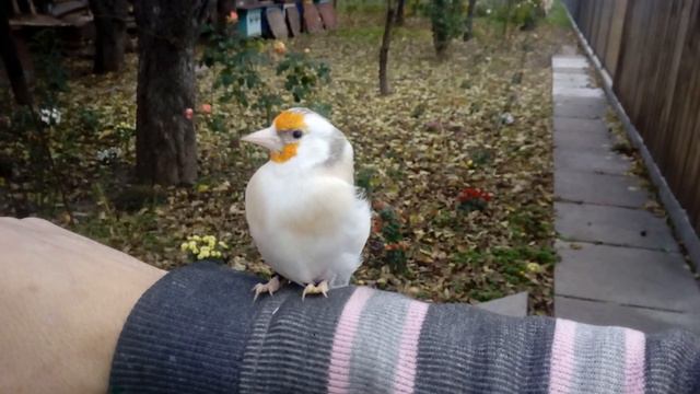 Ручной щегол смотреть онлайн