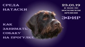 Как заниматься с собакой на прогулке.