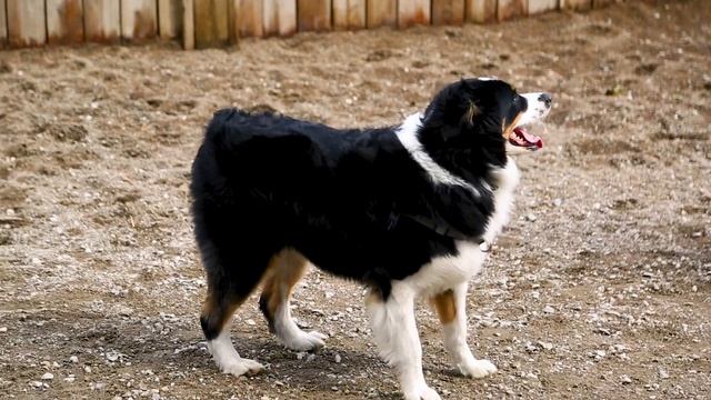 Australian Shepherd 101: Is The Australian Shepherd Dog Breed Right For You?