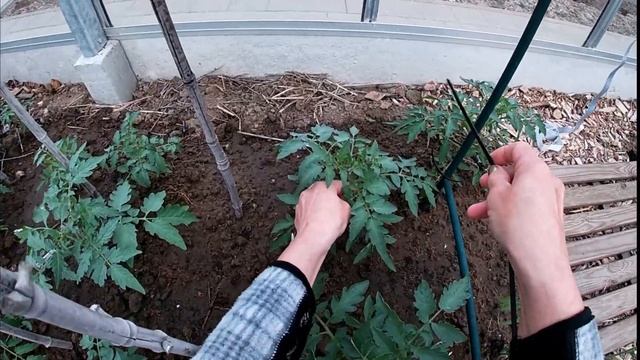 Свои помидоры. Почти круглый год. смотреть онлайн