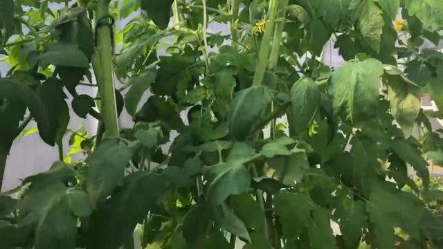 RDWC Greenhouse Hydroponics System, Heirloom Roma Tomatoes, Early Flowering смотреть онлайн