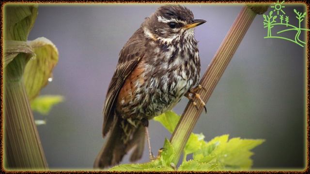 Голоса птиц Как поёт Дрозд Белобровик (Turdus iliacus).mp4 смотреть онлайн
