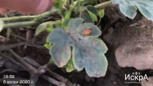 Арбуз Каристан F1. Ранняя посадка