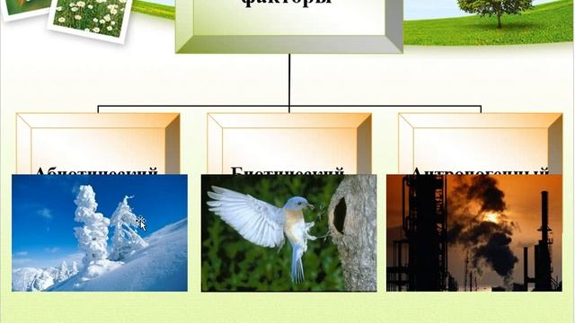 Основные понятия экологии смотреть онлайн