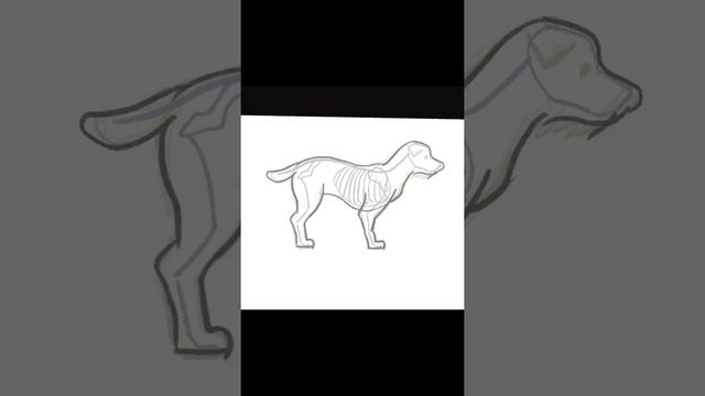 Как нарисовать собаку (анатомия для начинающих художников). смотреть онлайн