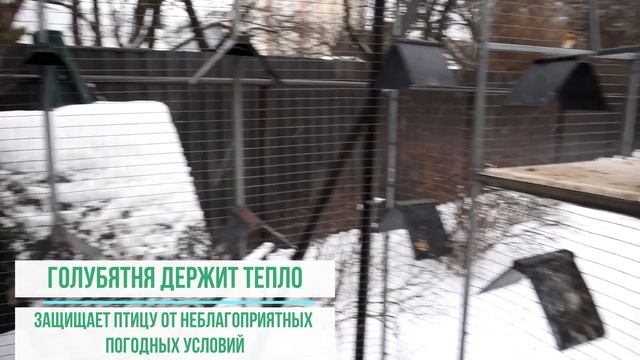 Вся правда о зимовке в голубятне от опытного заводчика-птицевода!Самые красивые голуби! смотреть онлайн