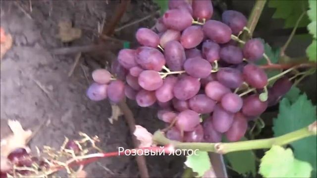 Розовый лотос смотреть онлайн