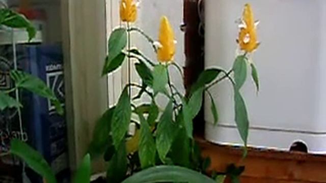 Пахистахис смотреть онлайн