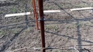 Как сделать шпалеру для винограда и подвязать виноград весной