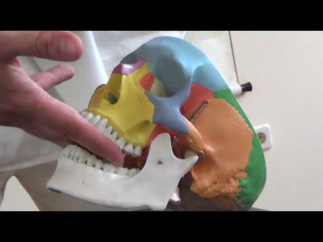 Семинар Краниосакральная терапия 2 КСТ2_008 смотреть онлайн