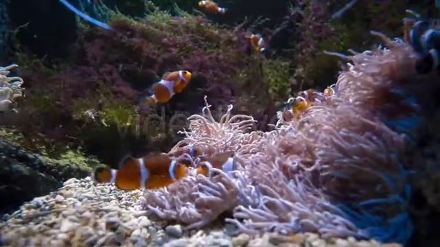 Stock Footage - Aquarium | VideoHive смотреть онлайн