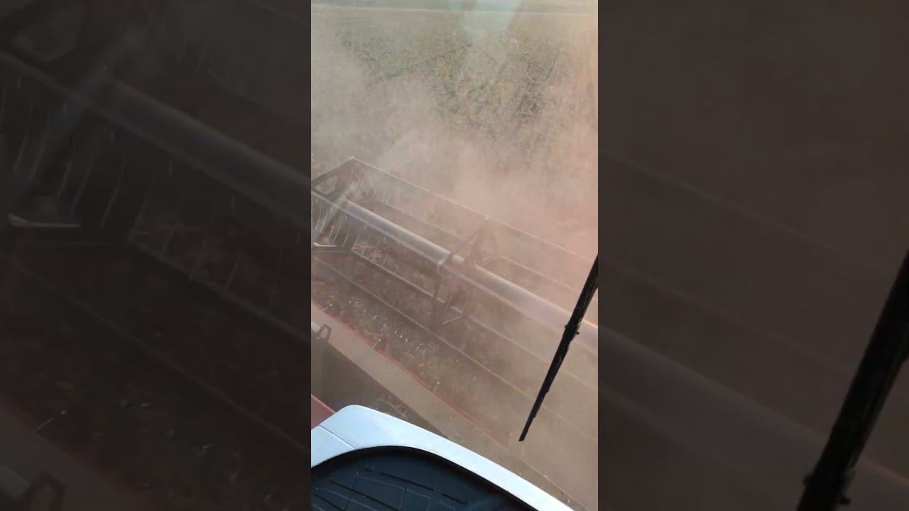 Засуха, засуха, а тут бац и уборка не идёт пол месяца ♂️ смотреть онлайн