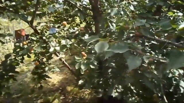 Манчжурский абрикос Фаина и др  абрикосы в саду Железова и соседей