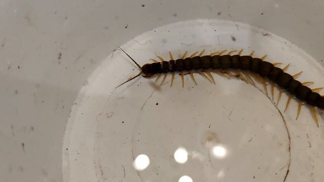 Путешествия с Друзьями на Лапках