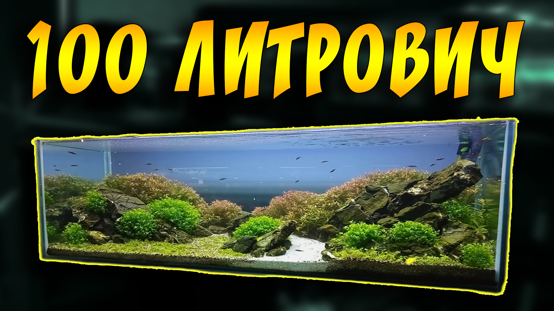 МОИ АКВАРИУМЫ В НОЯБРЕ И НЕМНОГО НОВОСТЕЙ! смотреть онлайн