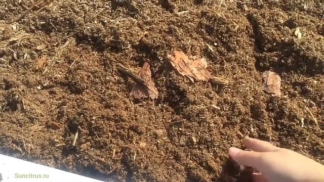 Клюква садовая крупноплодная в саду, Краснодарский край смотреть онлайн