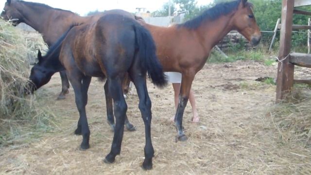 Кони. Феодосия, 19.06.2017г. Наши дети. смотреть онлайн