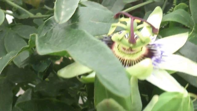 Пассифлора смотреть онлайн