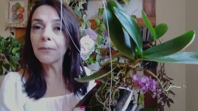 FAÇA SUA PHALAENOPSIS VIRAR UMA TOUCEIRA☝️ смотреть онлайн