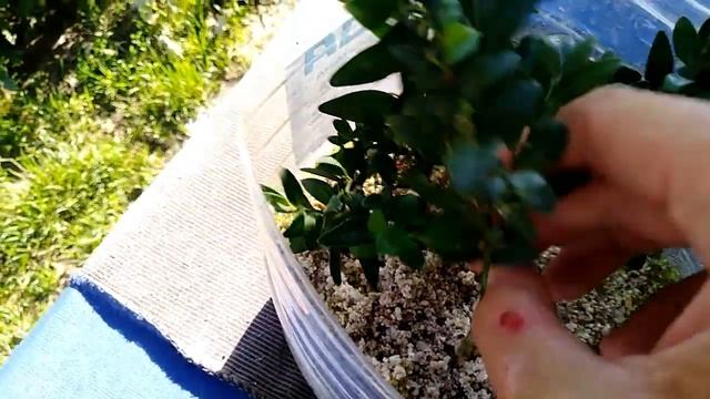 Самшит укоренился на 60% 5 черенков из 9 смотреть онлайн