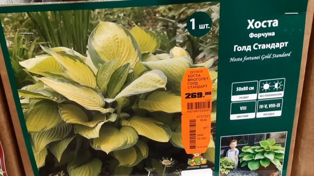 ОБИ Хосты и Флоксы на 20.02.22 смотреть онлайн