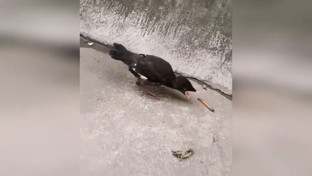 #100 FUNNY PETS / СМЕШНЫЕ ВИДЕО 2021 / Я РЖАЛ ПОЛЧАСА / СМЕШНЫЕ ЖИВОТНЫЕ смотреть онлайн