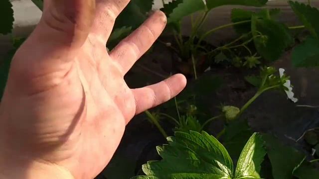 Как спасти клубнику от серой гнили. Фунгицыдная защита ягоды клубники смотреть онлайн