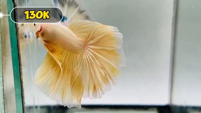 Mẫu Betta Halfmoon, Samurai, Nemo Copper Mới 4/11 - Star Betta Shop 0382698808 смотреть онлайн