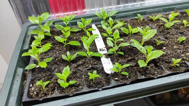 ЧУДИКИ ИЛИ ПОЛНОЦЕННЫЕ РАСТЕНИЯ? смотреть онлайн