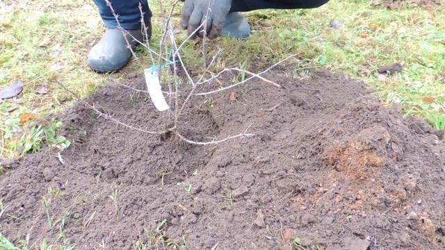 Особенности посадки плодово-ягодных кустарников. смотреть онлайн